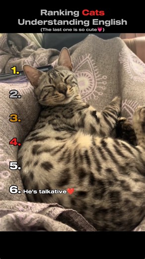 Ranking Cats Understanding English😽🧠 (You Won't Believe No.1)#shorts