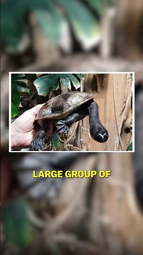 This Is An Extinct Animal