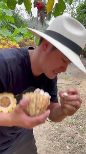 535K reactions · 36K shares | Todo esto tiene que pasar para cosechar cacao. Es un proceso muy interesante que a lo largo de su cadena producción ayuda a la economía de muchas familias. Les cuento que mi papá ya está aquí Soy Quintín UWu | Tu Agricultor de confianza | Facebook