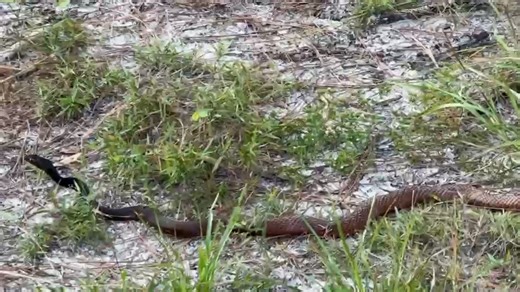 3.7K views · 51 reactions |  #Florida has about 50 species of native...