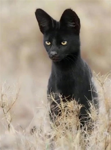 Meet the Black Serval, an extremely rare variant of the serval wildcat (Leptailurus serval), a species native to Africa. For those unfamiliar with servals, they are often nicknamed “miniature cheetahs” of Africa. They have a slender build, stand about 54–62 cm tall, weigh between 9 and 18 kg, and are remarkably athletic—capable of reaching speeds of up to 80 km/h and jumping as high as 3 meters to catch prey. Servals are solitary hunters, feeding mainly on rodents, birds, frogs, fish, and insect