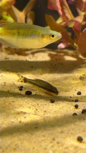 My 75 Gallon Community Tank 🐟✨