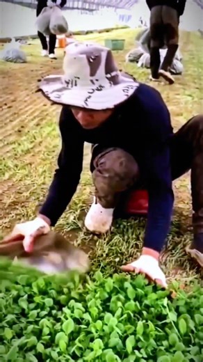 A Simple and Unique Way to Quickly Remove Seedlings