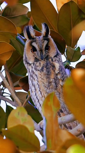 66K views · 61 reactions | The Long-eared Owl, scientifically known as Asio otus, is a medium-sized owl distinguished by its ear-like tufts. Its mottled brown plumage provides effective camouflage in wooded areas. Active at night, it hunts small mammals, birds, and insects. Distributed across Europe, Asia, North America, and parts of Africa, it seeks refuge during the day in dense vegetation to avoid predators. #reels #instagram #owl #bird #animals #nature #wildlife | Bird Lovers | Facebook