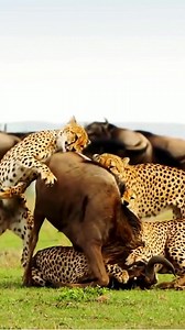 Cheetahs Vs Wildebeest - Four Cheetahs taking down a Wildebeest😨 | Wild Animals.