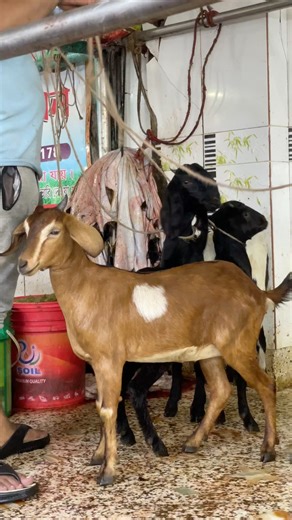 Goat Processing