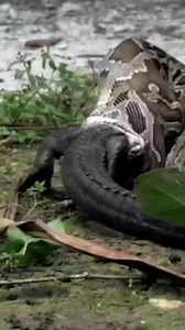 109K views · 136 reactions | Giant Anaconda devouring a full grown Crocodile  live. Watch this amazing footage 樂 | Gilbert Banda | Facebook