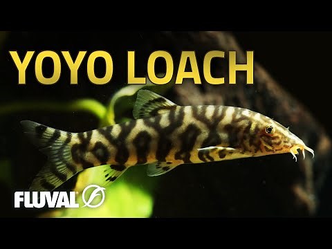 Species Spotlight | Yoyo Loach