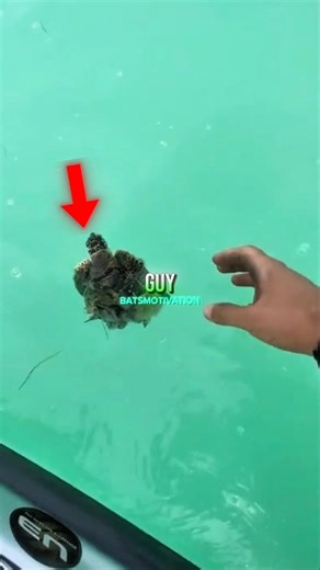 The moment a turtles life was saved😍🥰