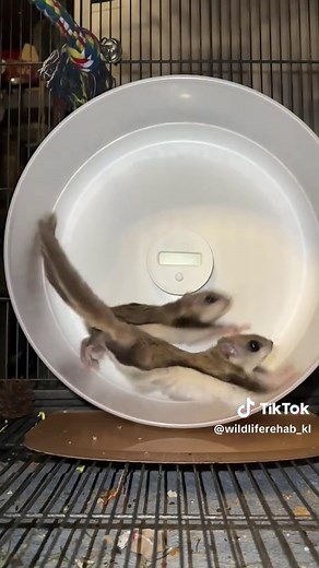 Here is the slow motion so many people have been asking for, and I will be posting more. No captions or backstory here, just grace in motion. Enjoy! I am a multi species NYS DEC licensed wildlife rehabilitator from Long Island, New York. All of my work is volunteer and out of pocket for me. Please consider subscribing to help me help the animals in my care. Thank you! #LIWRR #FlyingSquirrels #SquirrelTok #chaos #WheelOfConsequence These are animals I rescued from an HVAC system in an old house.