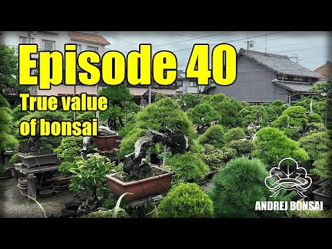 How Much Is a Bonsai Worth? Bonsai Pricing and Value Explained