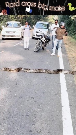 Unexpected Animal Attackd #animals #wildlife #unexpected