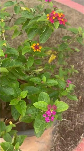 Irene Lantana | #Shorts | Cool Places