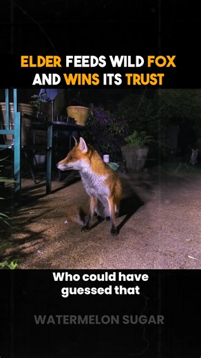 2.5K views · 23 reactions | Gentle Old Man Forms Unlikely Friendship With Fox 力 | Watermelon Sugar | Facebook