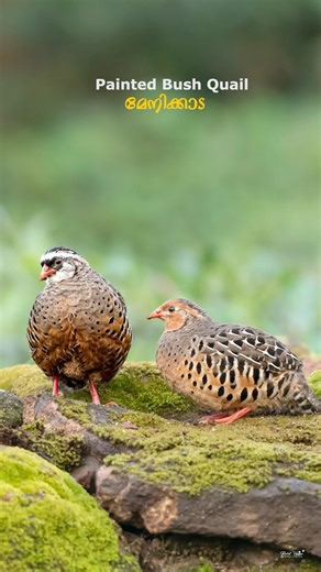 മേനിക്കാടകളെ കുറിച്ച് 🐦 About Painted Bush Quail#quail #paintedbushquail#kerala