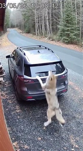 The Wolves Were Running Fast