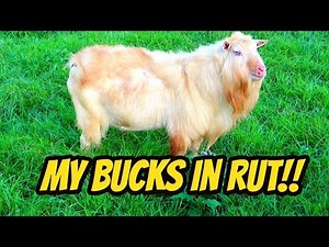 Bucks IN RUT... How to know when your Goat is in Rut.