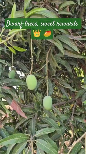 Mango Tree | Dwarf Mango Trees. #mango #dwarf #alphanso