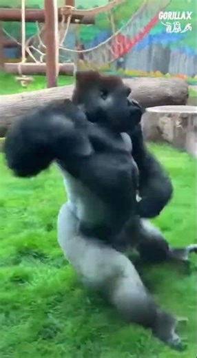 BREAKDANCE Gorilla in zoo with lovely visitors ❤️ #viral #asmr #zoo #gorilla