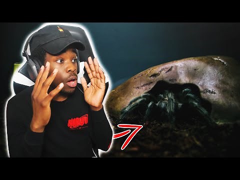 SML Movie The Tarantula Reaction