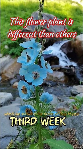 himalayan blue poppy | rare blooms | wildflowers