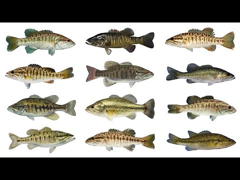 12 Species of Black Bass Fish | Micropterus Genus