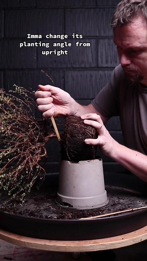 Potentilla Fruticosa Bonsai Flipping with Pink Lady Variety in Stone Monkey Ceramics Pot