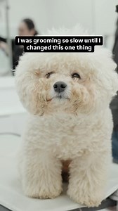 How to save time on your grooming without sacrificing quality or rushing ! You will thank yourself #doggrooming | Northern California Grooming Academy