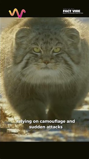 The Grumpiest Cat on Earth Lives in Extreme Cold #cats