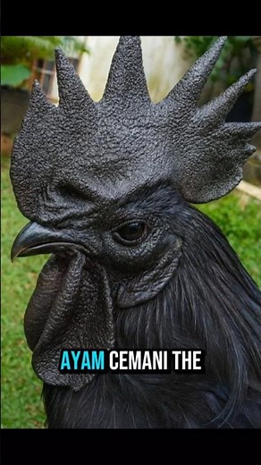 The Blackest Chicken on Earth: Ayam Cemani Explained in 30 Seconds #animalfacts #weirdanimals