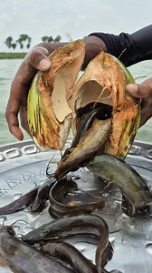 340K views · 1.5K reactions | Coconut trap fishing video #fish #trap #video | Discovery Site | Facebook