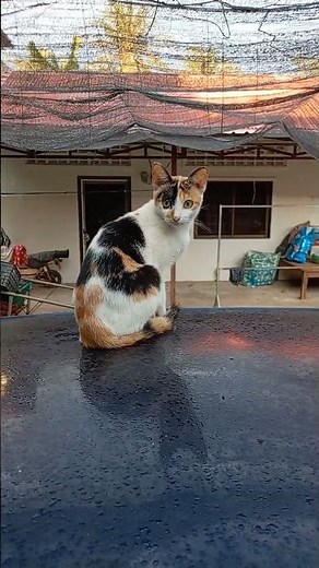 How to Tell If Your Cat Actually Likes You
