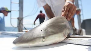 The past, present and future of shark research | UNC-Chapel Hill