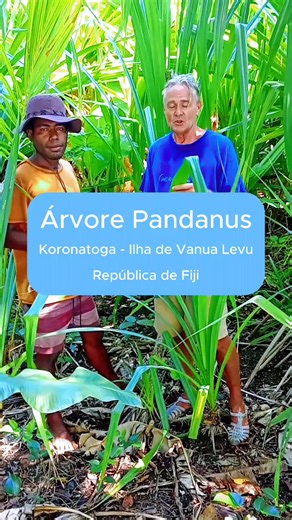 ARBRE PANDANUS Alors, voici l’arbre pandanus, qui est très important dans la culture fidjienne. Gabby va nous expliquer pourquoi il revêt une telle importance. Aux Fidji, nous l’appelons « vuvu ». Cet arbre est essentiel, car nous l’utilisons pour fabriquer le tapa, un élément central de notre culture traditionnelle. Le tapa est particulièrement utile lors des funérailles : quand il y a un enterrement, nous apportons du tapa fabriqué à partir du pandanus. Je vais vous expliquer le processus de f