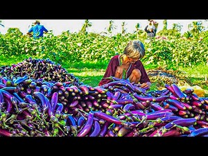 Eggplants Harvesting Process | Amazing Eggplant Cultivation In Greenhouse | How To Process Eggplants