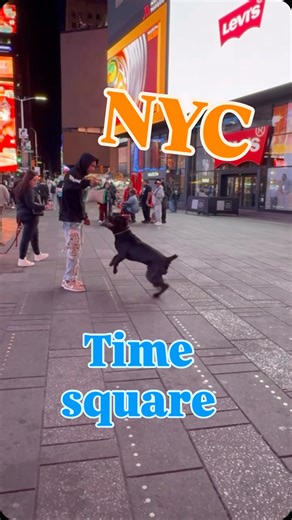 1.2K views · 63 reactions | Life's a test, and it's easy to get triggered. But controlling your emotions and impulses is crucial. It’s a beautiful thing training dogs and watching them figured it out. I'm trying to take a page from their book. It's all about staying calm and trusting in your skills in your training‼️#nyc #timesquare #travelling | John Stansbury | Facebook