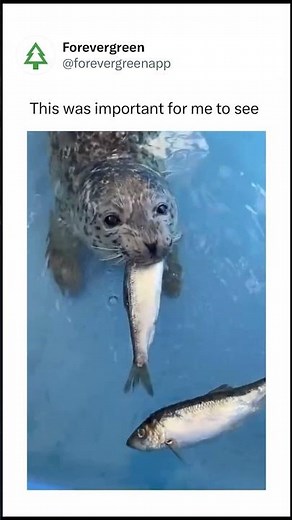 Baby Seal Learns How to Eat Fish