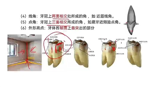口解知识点4——牙体解剖应用术语