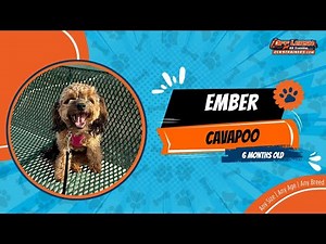 Cavapoo🐶🦮Off leash Dog Training / Obedience Training 🦮🐶