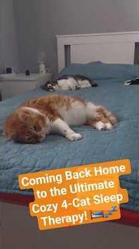 Coming Back Home to the Ultimate Cozy 4-Cat Sleep Therapy! 🛌💤 #shorts
