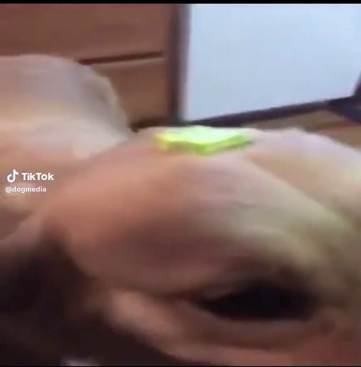 Butter Dog: The Meme That Melts Hearts