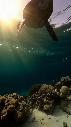 WildLens - Sea Turtle