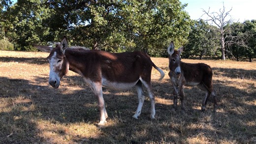An American Mammoth Jackstock jenny and her young foal. Her beautifully massive head and width of bone is exactly what you want in these animals that produce jacks for high quality working mules. | The Livestock Conservancy