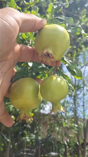 Granada por 7 días… y mira lo que pasa en tu cuerpo”