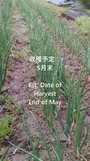 2026年4月26日 タマネギの成長 Onion growth 4/26/26