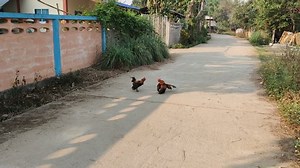 Footage Real Time Two Cocks Fighting: stockbeeldmateriaal en -video's (rechtenvrij) 1050382969 | Shutterstock