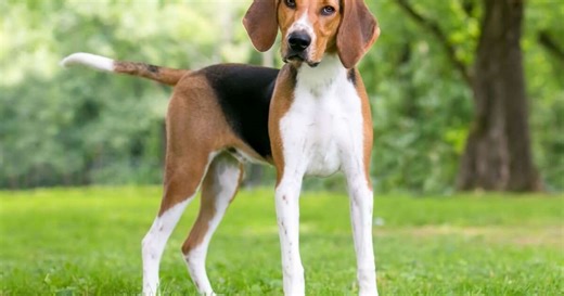 4 características do cachorro da raça foxhound americano
