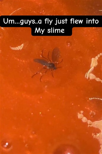 It’s limbs got stuck inside when I tried to help it out 😭 I threw this slime away IMMEDIATELY im so grossed out but it’s kinda sad #fly #slime #tiktok #trending #viral