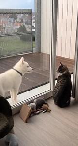 Une discussion banale entre Taïga et Koda 🤍 #husky #chat