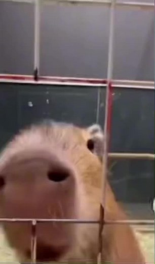 #fyp #fypシ゚viral #capybara #capybaratiktok #capybaralove #devious #goofyahh #goofy #funny